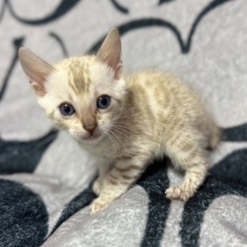 ベンガル【香川県・男の子・2025年10月9日・シールミンク スポテッド タビー】の写真「期間限定値下げ中!!」