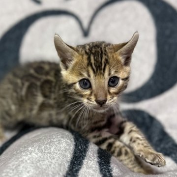 ベンガル【香川県・男の子・2025年10月9日・ブラウンスポテッドタビー】の写真「期間限定値下げ中!!」