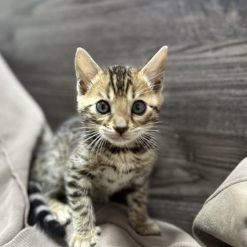 ベンガル【香川県・男の子・2025年10月9日・ブラウンスポテッドタビー】の写真「ゲリラ値引き中🚨」