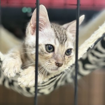 ベンガル【香川県・男の子・2025年7月31日・ブラックシルバー スポテッド タビー】の写真「ヤンチャ坊主です(◍¯∀¯◍)ﾋﾋ」