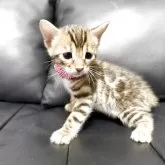 ベンガル