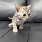 ベンガル