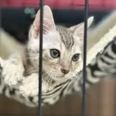 ベンガル