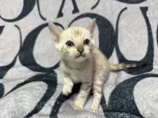 ベンガル【香川県・男の子・2025年10月9日・シールミンク スポテッド タビー】の写真2