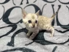 ベンガル【香川県・男の子・2025年10月9日・シールミンク スポテッド タビー】の写真8