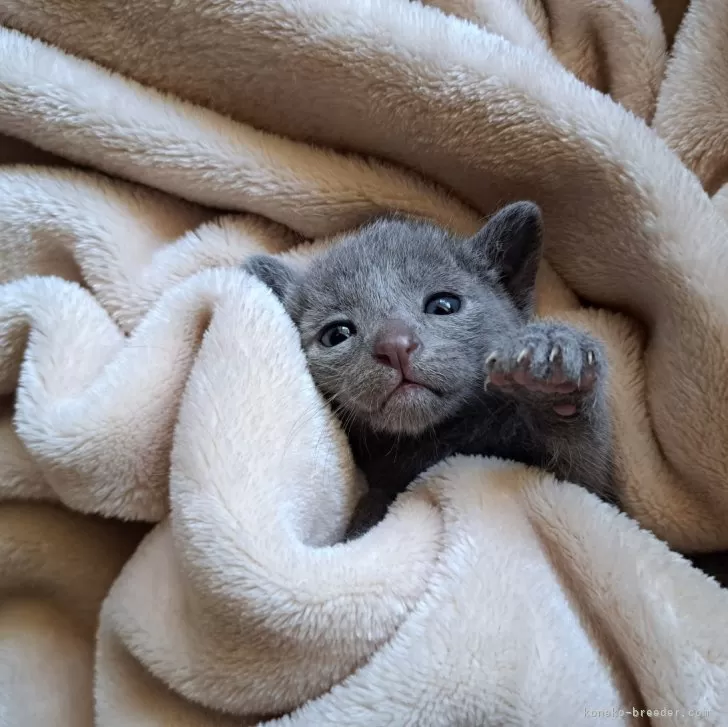 ID:2406-01674の子猫