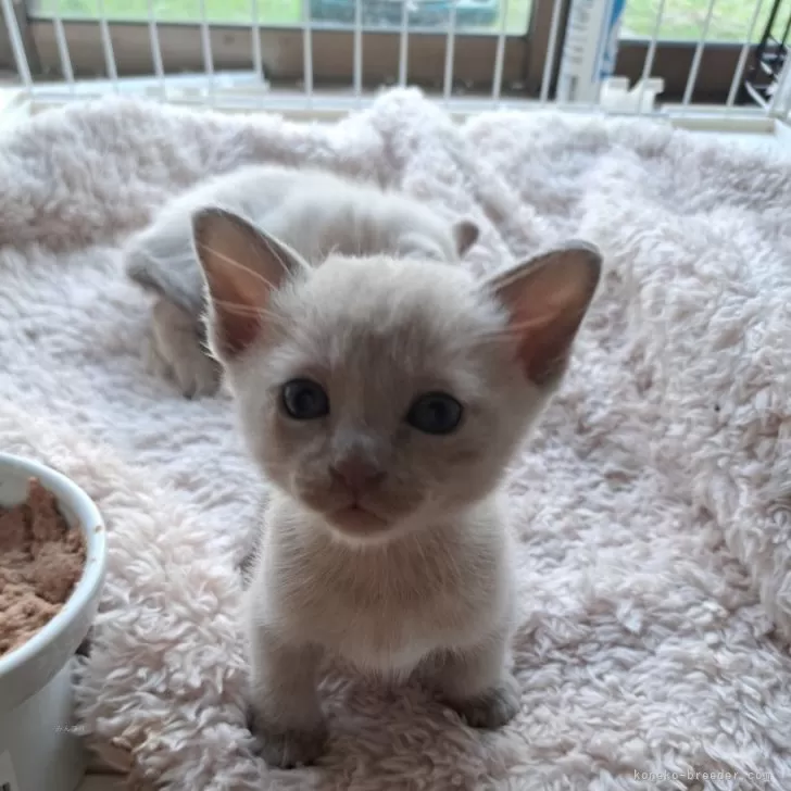 ID：2406-02407の子猫