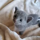 トンキニーズ×ロシアンブルー【静岡県・男の子・2024年5月23日・ブルー】の写真2「なあに?」