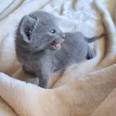 トンキニーズ×ロシアンブルー【静岡県・男の子・2024年5月23日・ブルー】の写真3「ままどこー💦」