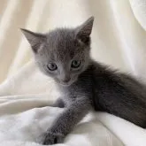 ロシアンブルー【静岡県・女の子・2023年4月27日・ブルー】の写真3「紅一点でお転婆✨」