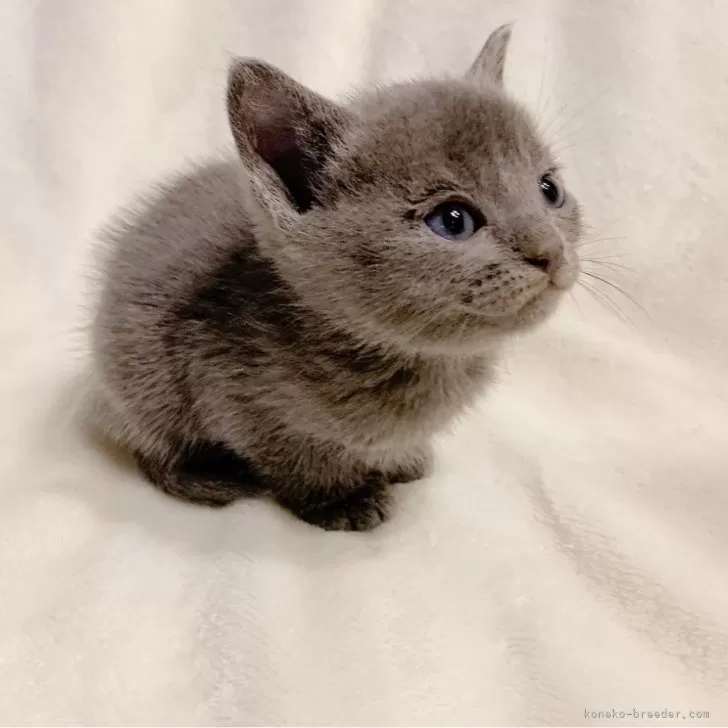 ID:2501-00066の子猫