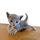 ロシアンブルー【静岡県・男の子・2025年8月18日・ブルー】の写真1「元気ですよー👑」