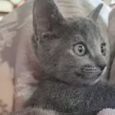 トンキニーズ×ロシアンブルー【静岡県・女の子・2024年12月9日・ブルー】の写真1