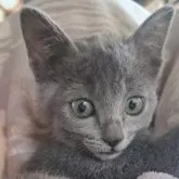 トンキニーズ×ロシアンブルー【静岡県・女の子・2024年12月9日・ブルー】の写真5