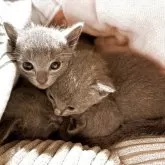 ロシアンブルー【静岡県・女の子・2025年8月18日・ブルー】の写真6