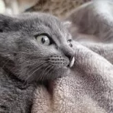 トンキニーズ×ロシアンブルー【静岡県・女の子・2024年12月9日・ブルー】の写真7