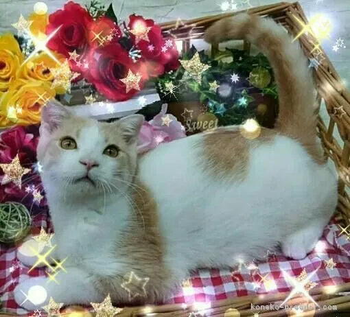 ID：1804-01349の子猫