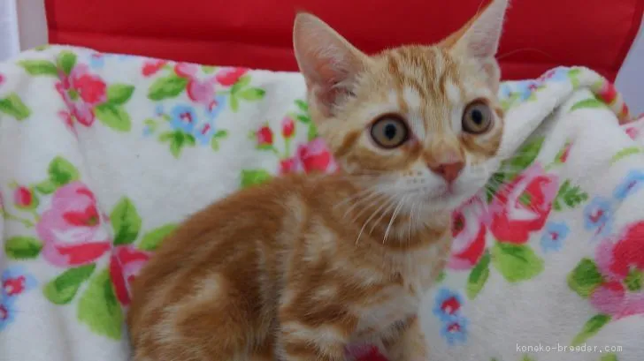 ID：1906-01535の子猫