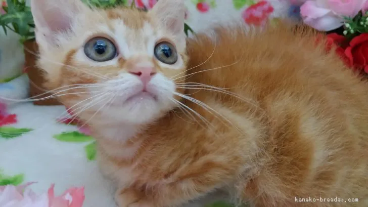 ID:1812-00730の子猫