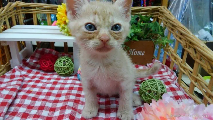 ID：1807-00672の子猫