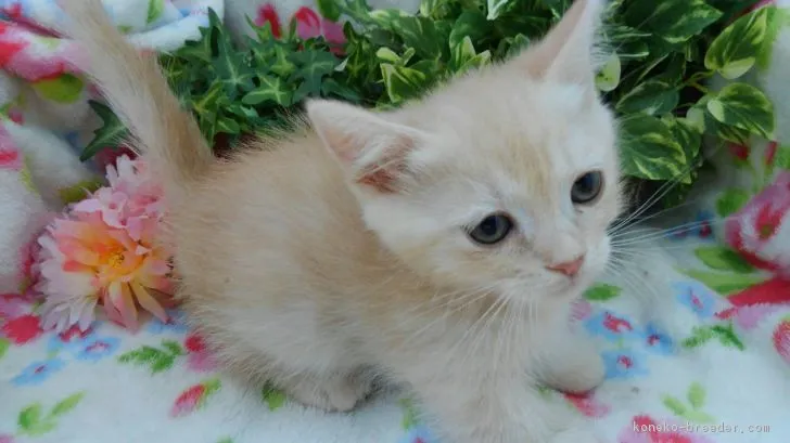 ID：1902-00006の子猫