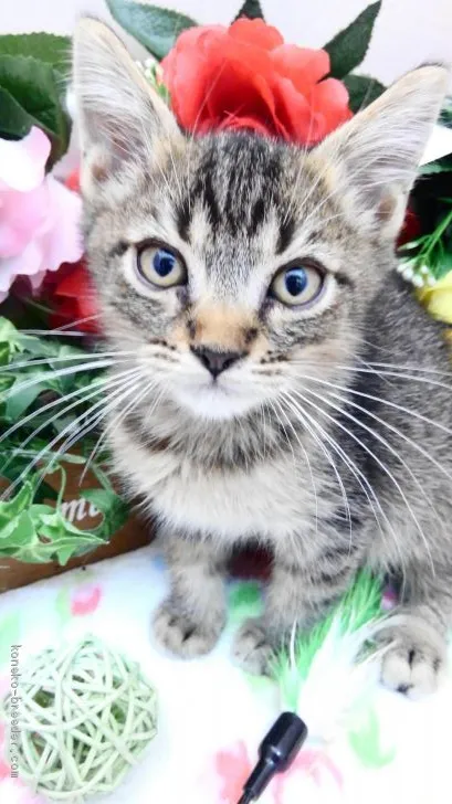 ID：2010-01773の子猫