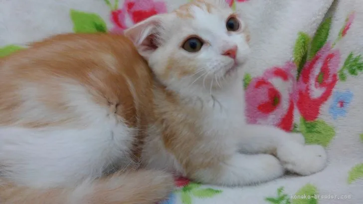 ID:1906-01533の子猫