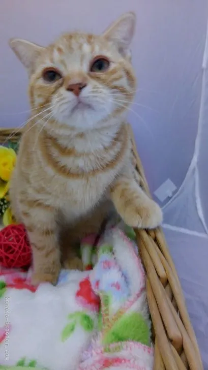 M.N 様のお迎えした子猫