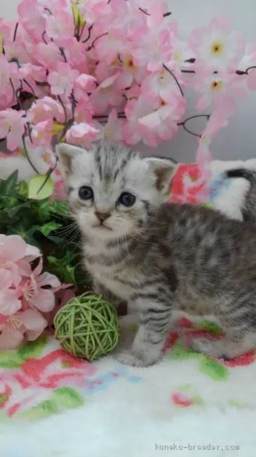 ID：2004-01534の子猫