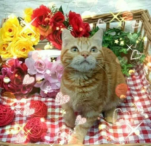 ID：1804-01359の子猫