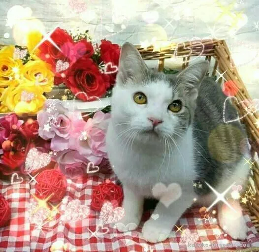 ID：1804-01358の子猫