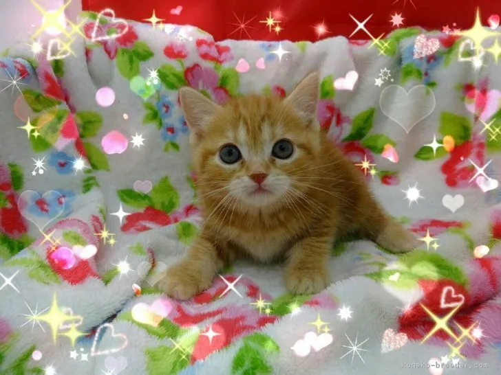 ID:1901-00365の子猫