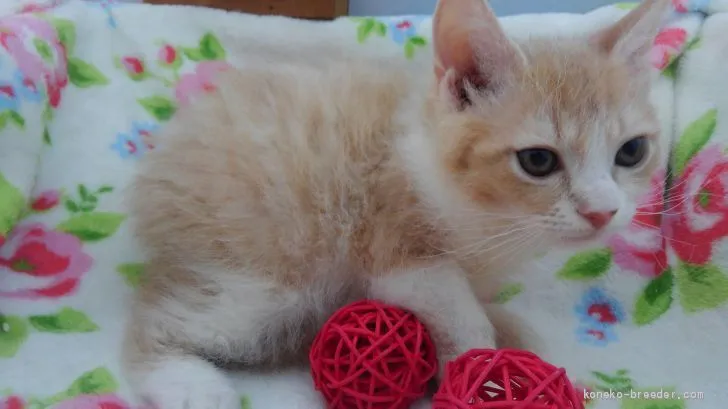 ID:1908-01074の子猫