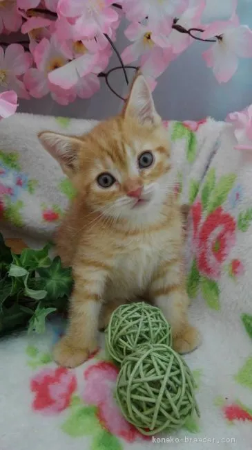 ID:2004-01530の子猫