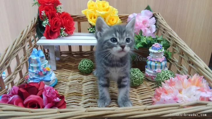 ID：1804-01376の子猫