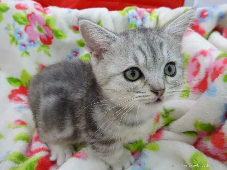 ID:1901-00370の子猫