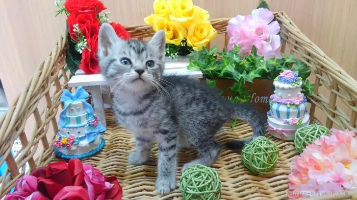 ID：1804-01374の子猫