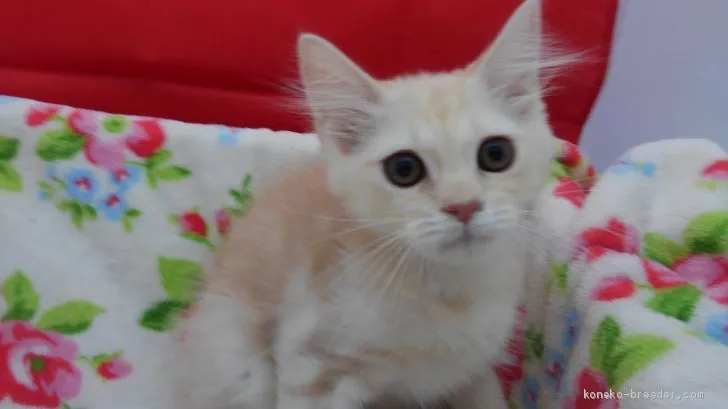 ID:1906-01501の子猫