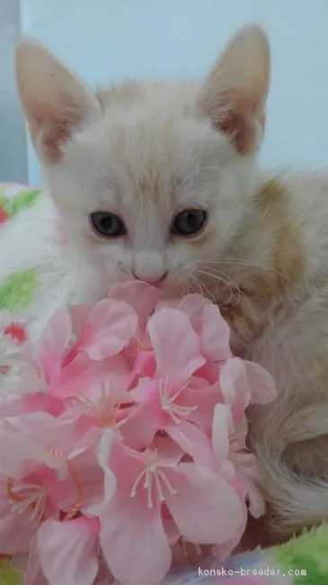 ID:2004-00133の子猫