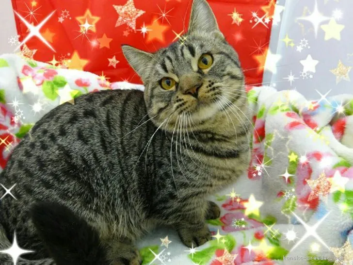 ID：1811-01044の子猫