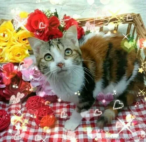 ID:1804-01360の子猫