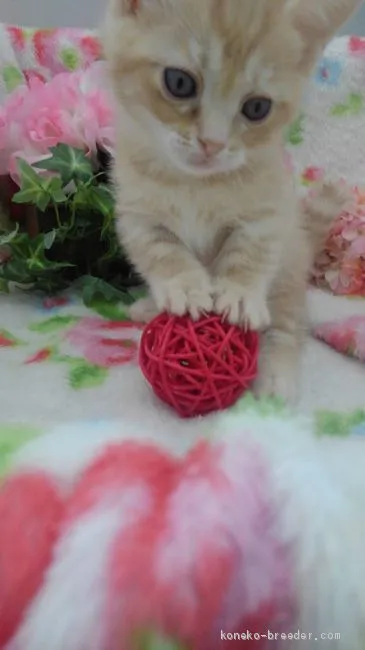 はらさん 様のお迎えした子猫