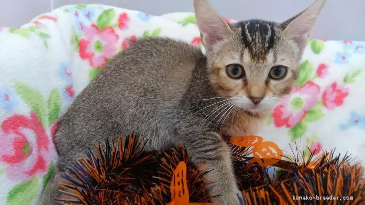 ID:1910-00296の子猫