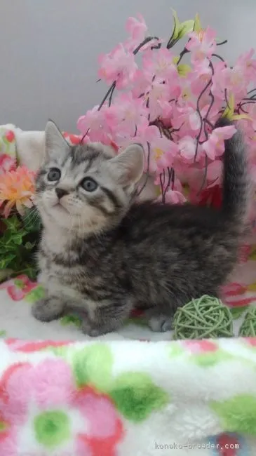 丸ちゃん 様のお迎えした子猫
