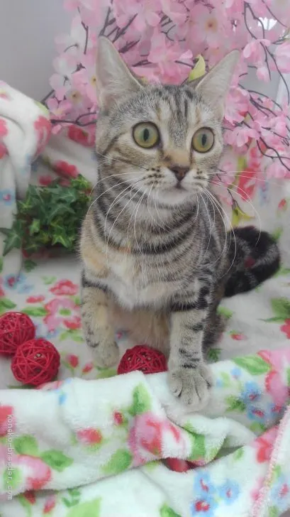 ID：2003-01324の子猫