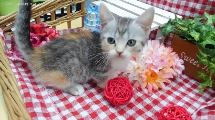 ID：1810-00729の子猫