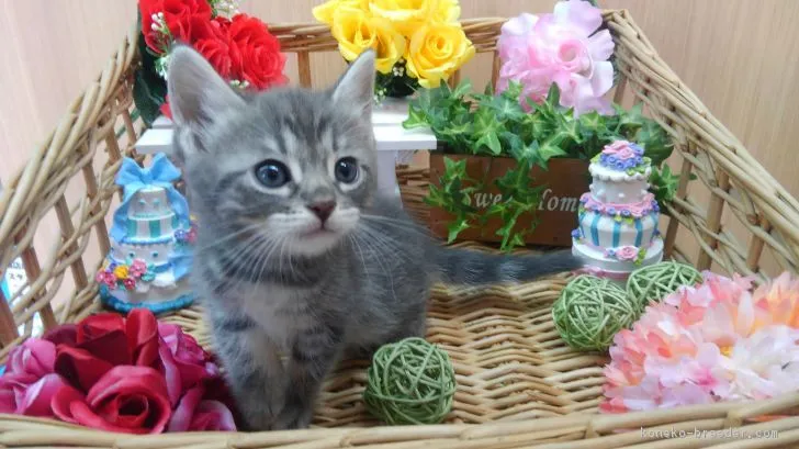 ID:1804-01371の子猫