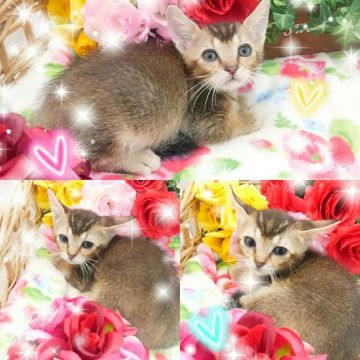 マンチカン(短足)【兵庫県・男の子・2019年7月27日・ブラウンテックドタビー】の写真「アビやソマリみたいな綺麗な柄です」