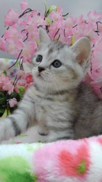 マンチカン(長足)【兵庫県・女の子・2020年2月16日・シルバーパッチドタビー（ショート）】の写真「父親ダブルチャンピオン　可愛い💓♥❤」