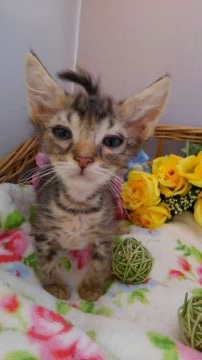 ラパーマ【兵庫県・男の子・2021年4月22日・ブラウンクラシックタビー】の写真「可愛いです💕」